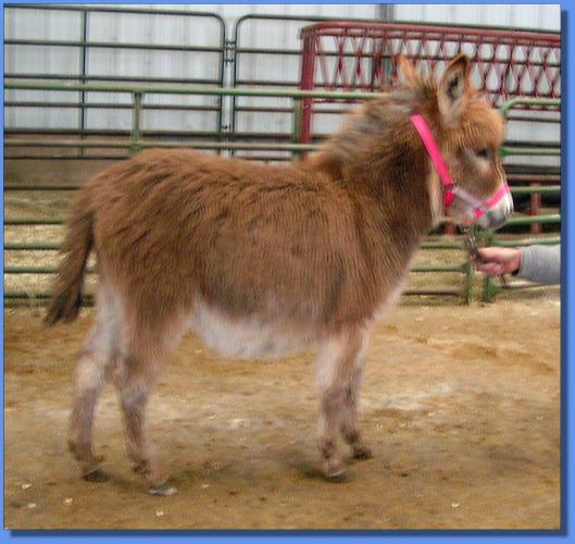 Ass-Pirin Acres Red Velvet