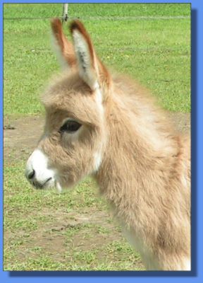 Ass-Pirin Acres Son E Boy