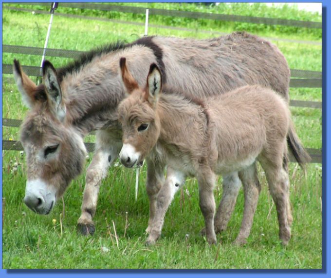 Ass-Pirin Acres Son E Boy