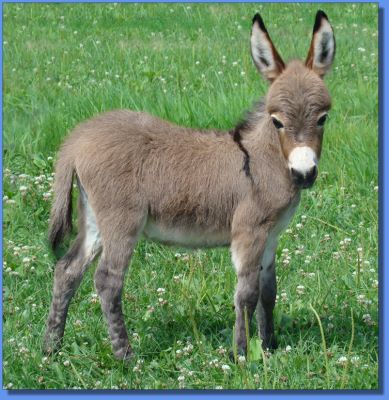 Ass-Pirin Acres Angel Doll