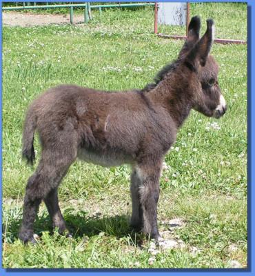 Ass-Pirin Acres Blossom