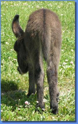 Ass-Pirin Acres Blossom