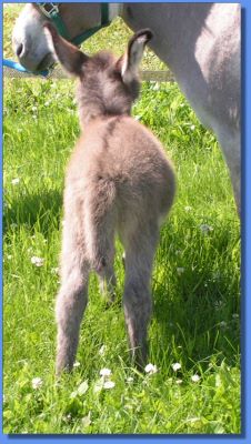 Ass-Pirin Acres Duchess