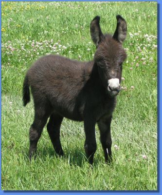 Ass-Pirin Acres Gracious Me