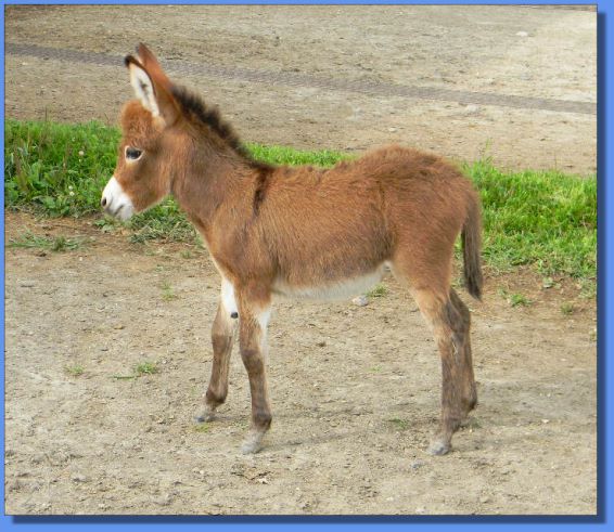 Ass-Pirin Acres Hot Button