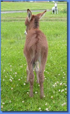 Ass-Pirin Acres Isabella