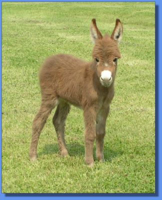 Ass-Pirin Acres Japorica