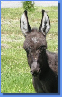 Ass-Pirin Acres Justa Lovey