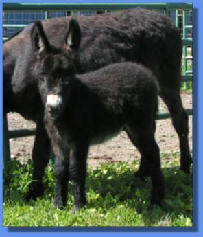 Ass-Pirin Acres Midniite Rover