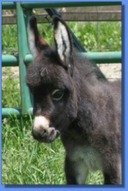 Ass-Pirin Acres Paddy O'Prado