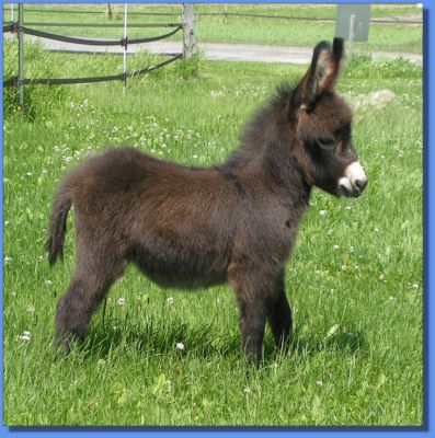 Ass-Pirin Acres Sugar