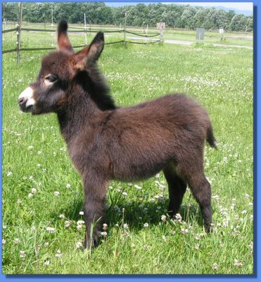 Ass-Pirin Acres Sugar