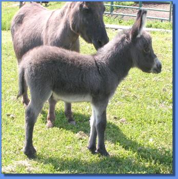 Ass-Pirin Acres The Fonz