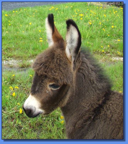 Ass-Pirin Acres Angelica