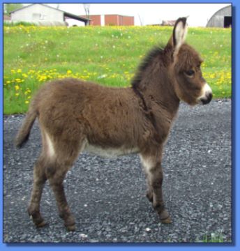 Ass-Pirin Acres Angelica