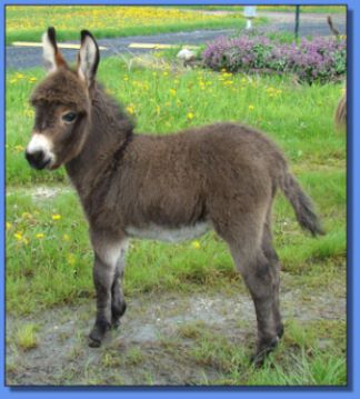 Ass-Pirin Acres Angelica