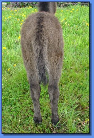 Ass-Pirin Acres Angelica