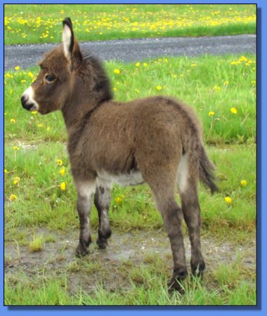 Ass-Pirin Acres Angelica