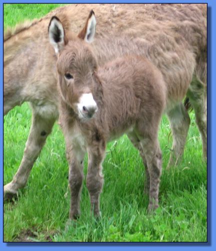 Ass-Pirin Acres Garth