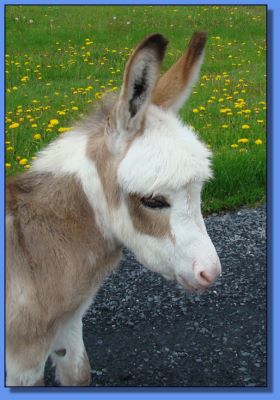 Ass-Pirin Acres Shining Charm