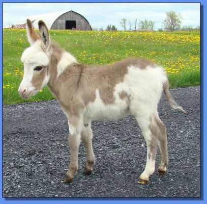 Ass-Pirin Acres Shining Charm