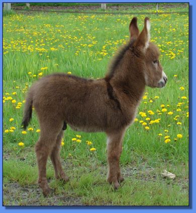 Ass-Pirin Acres T-Storm