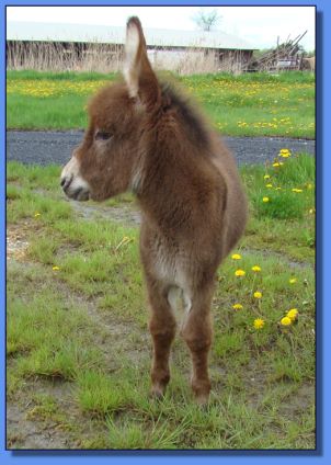 Ass-Pirin Acres T-Storm