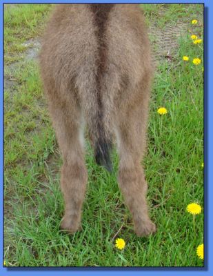 Ass-Pirin Acres T-Storm