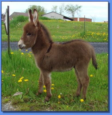 Ass-Pirin Acres T-Storm