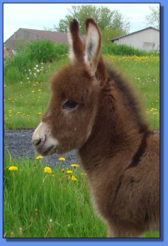 Ass-Pirin Acres T-Storm