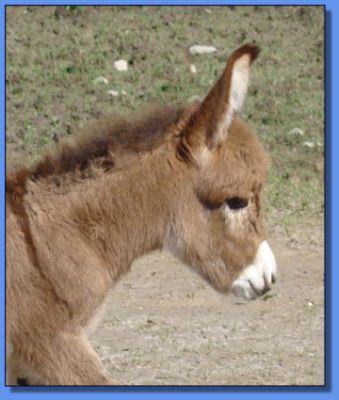 Ass-Pirin Acres Tammi