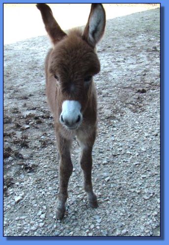 Ass-Pirin Acres Tammi