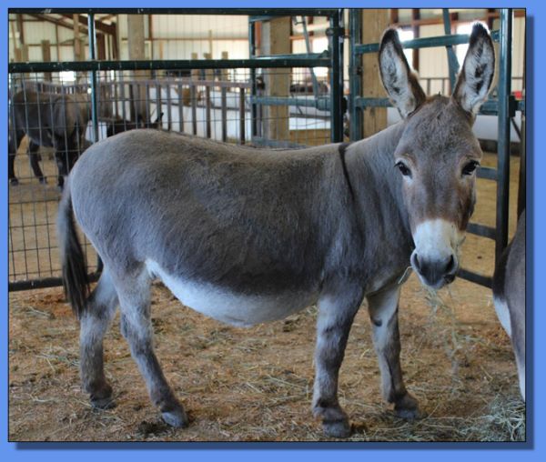 Ass-Pirin Acres Analicia