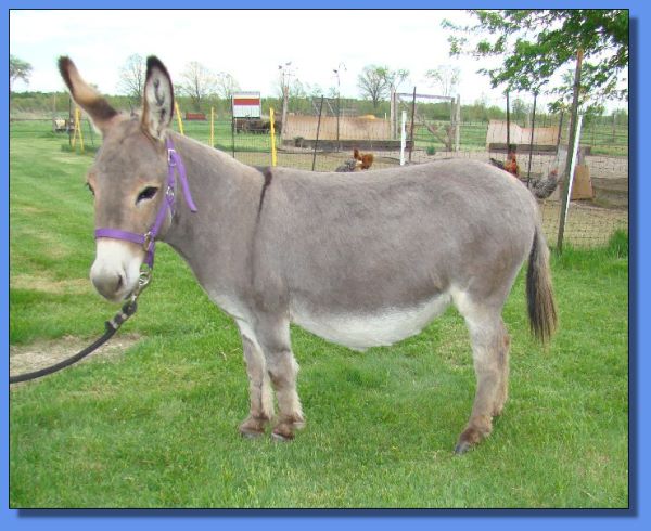 Ass-Pirin Acres Analicia