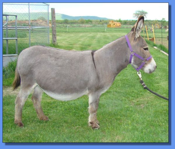 Ass-Pirin Acres Analicia