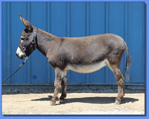 Ass-Pirin Acres Angelica