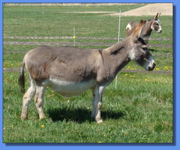 Ass-Pirin Acres Aniliza