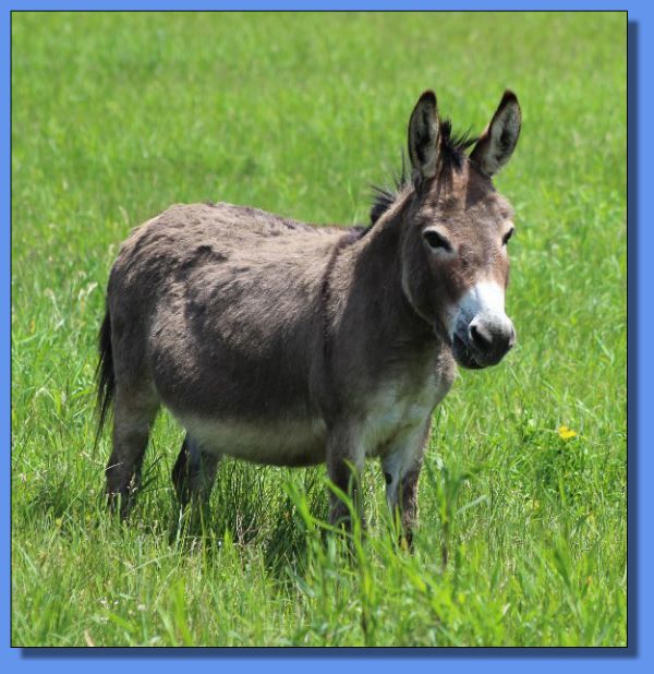 Ass-Pirin Acres Annabella