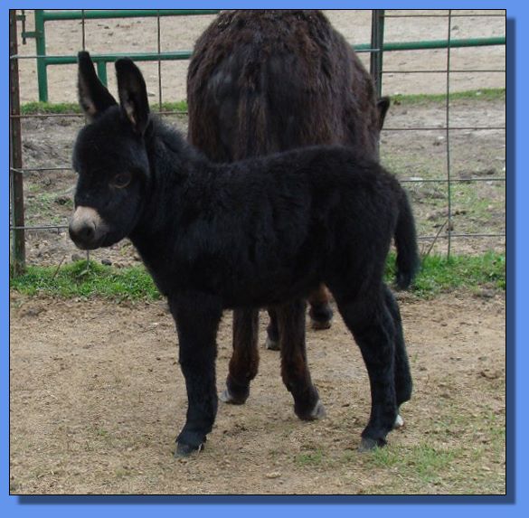 Ass-Pirin Acres Black Sequin