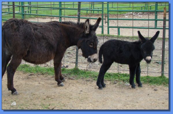 Arcadian Brettina & black jennet foal, Black Sequin