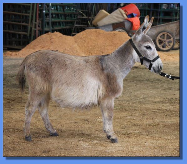 Ass-Pirin Acres Bellina