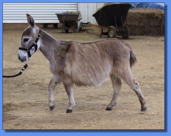 Ass-Pirin Acres Bellina