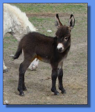 Ass-Pirin Acres Cachet