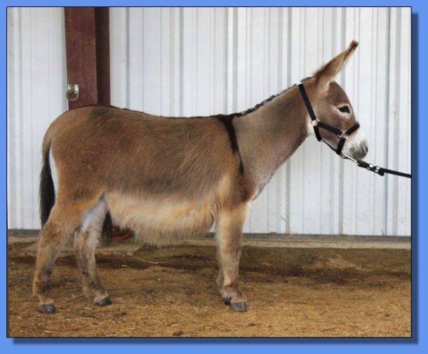 Ass-Pirin Acres Coreena