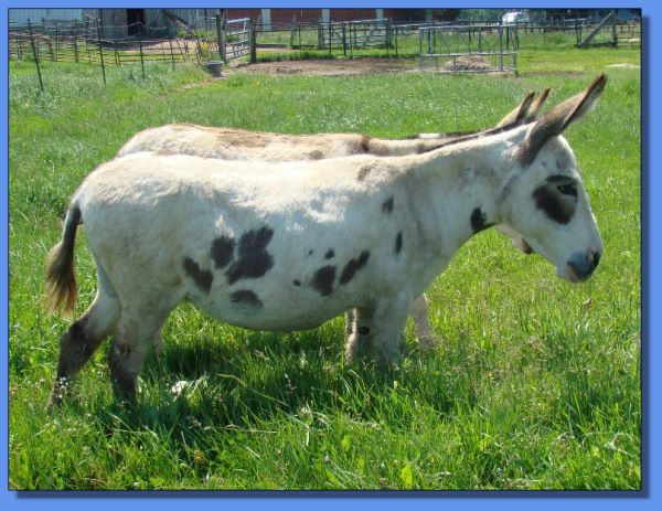 Ass-Pirin Acres Dancin' Dots