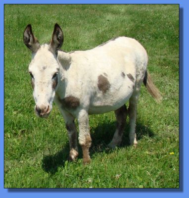 Ass-Pirin Acers Dancing Dots