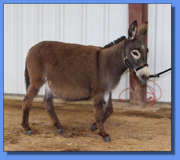 Ass-Pirin Acres Doree