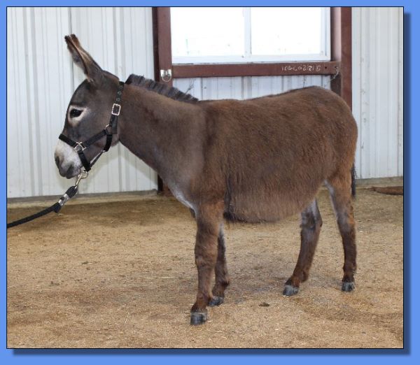 Ass-Pirin Acres Doree