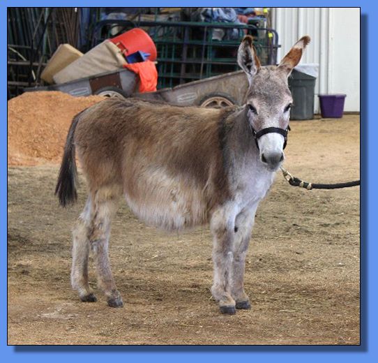 Ass-Pirin Acres Floramaria