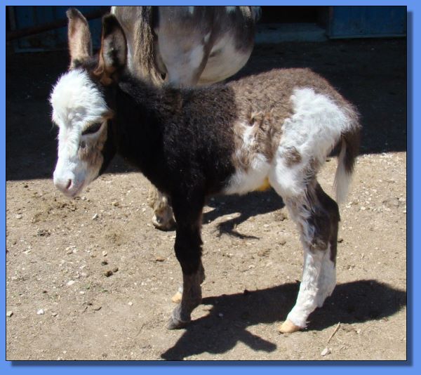 Ass-Pirin Acres LuLu